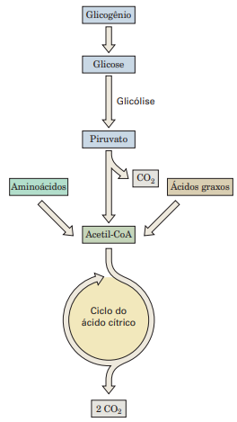 visao_geral_do_metabolismo_oxidativo_dos_combustiveis_organicos..png
