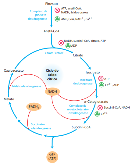 regulacao_do_fluxo_dos_metabolitos_a_partir_do_complexo_da_pdh_durante_o_ciclo_do_acido_citrico.png