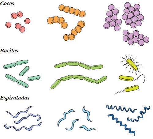 tipos_bacterias.jpg
