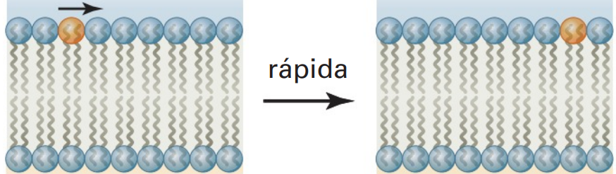 difusao_de_fosfolipideos_em_bicamadas_lipidicas_atraves_do_movimento_lateral.png