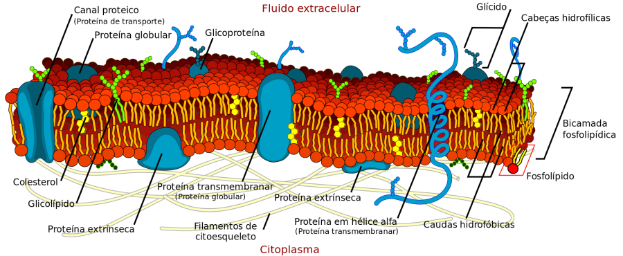 cell_membrane_detailed_diagram_pt.svg.png