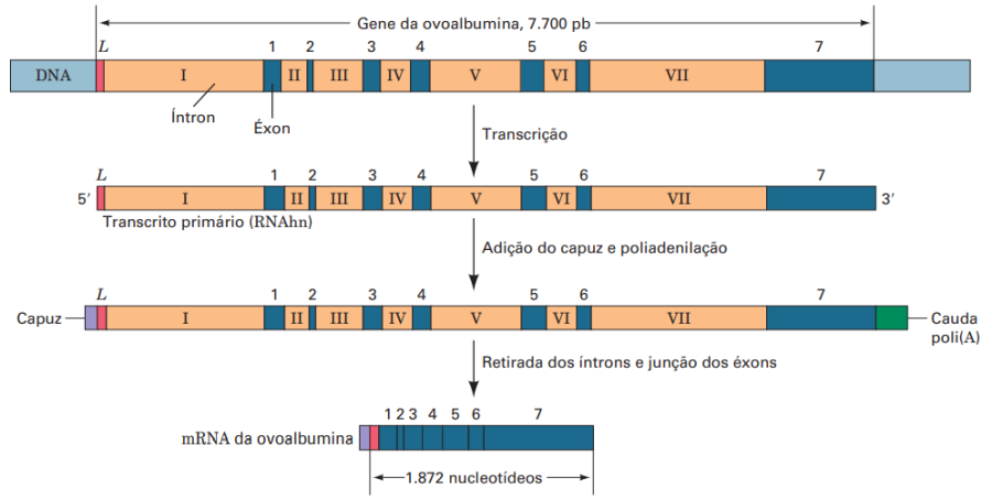 sequencia_de_etapas_na_producao_de_mrna_eucariotico_maduro.png