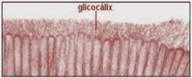 glicocalix.jpg