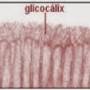 glicocalix.jpg