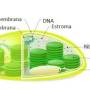 cloroplasto.jpg