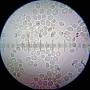 saccharomyces_cerevisiae_fungus_micro_eucariontes.jpg