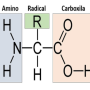 estrutura_de_um_aminoacido.png