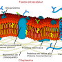 cell_membrane_detailed_diagram_pt.svg.png